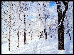 Ścieżka, Śnieg, Zima, Brzozy